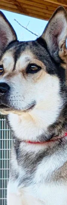 Shila – Husky-Labrador-Mix, Weibchen, 5 Jahre 8 Monate, 13057 Berlin – Foto 1