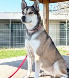 Shila – Husky-Labrador-Mix, Weibchen, 5 Jahre 8 Monate, 13057 Berlin – Foto 2