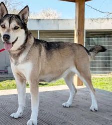 Shila – Husky-Labrador-Mix, Weibchen, 5 Jahre 8 Monate, 13057 Berlin – Foto 3