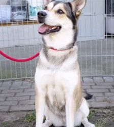 Shila – Husky-Labrador-Mix, Weibchen, 5 Jahre 8 Monate, 13057 Berlin – Foto 4