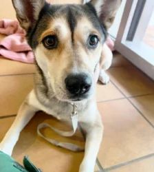 Shila – Husky-Labrador-Mix, Weibchen, 5 Jahre 8 Monate, 13057 Berlin – Foto 5