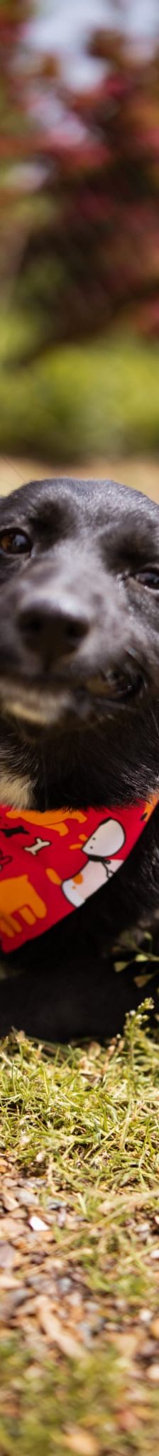 Lucy – Mischling, Weibchen, Alter unbekannt, Nordic Strays e.V. – Foto 1