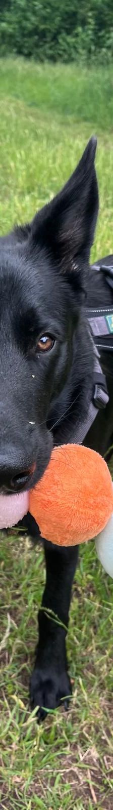 Lucy – Mischling, Weibchen, Alter unbekannt, Nordic Strays e.V. – Foto 3