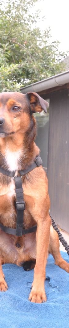 Lucy – Mischling, Weibchen, Alter unbekannt, Nordic Strays e.V. – Foto 5