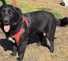 Lucy – Mischling, Weibchen, Alter unbekannt, Nordic Strays e.V. – Foto 6