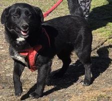 Lucy – Mischling, Weibchen, Alter unbekannt, Nordic Strays e.V. – Foto 7