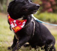 Lucy – Mischling, Weibchen, Alter unbekannt, Nordic Strays e.V. – Foto 8