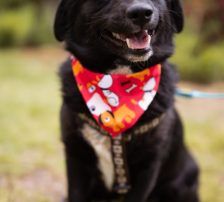 Lucy – Mischling, Weibchen, Alter unbekannt, Nordic Strays e.V. – Foto 9