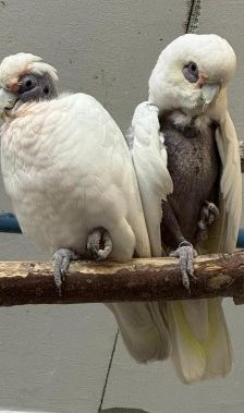 Frosti und Agathe PBFD – Kakadu, Männchen, Alter unbekannt, 70195 Stuttgart-Botnang – Foto 1