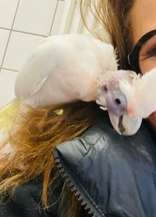 Frosti und Agathe PBFD – Kakadu, Männchen, Alter unbekannt, 70195 Stuttgart-Botnang – Foto 2