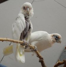 Frosti und Agathe PBFD – Kakadu, Männchen, Alter unbekannt, 70195 Stuttgart-Botnang – Foto 11