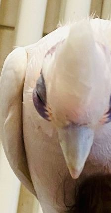 Frosti und Agathe PBFD – Kakadu, Männchen, Alter unbekannt, 70195 Stuttgart-Botnang – Foto 6