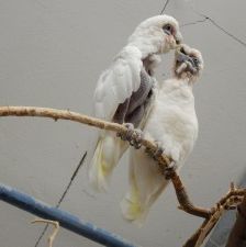Frosti und Agathe PBFD – Kakadu, Männchen, Alter unbekannt, 70195 Stuttgart-Botnang – Foto 9