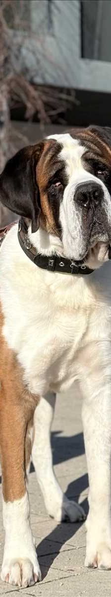 BALIN – Bernhardiner, Männchen, 3 Jahre, 81829 München – Foto 2
