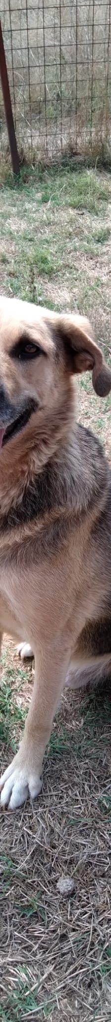 Adi – Mischling, Männchen, 9 Jahre, Nordic Strays e.V. – Foto 1