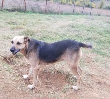 Adi – Mischling, Männchen, 9 Jahre, Nordic Strays e.V. – Foto 2