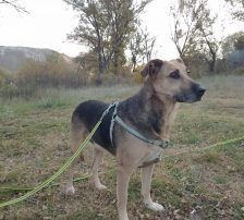 Adi – Mischling, Männchen, 9 Jahre, Nordic Strays e.V. – Foto 11