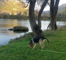 Adi – Mischling, Männchen, 9 Jahre, Nordic Strays e.V. – Foto 12