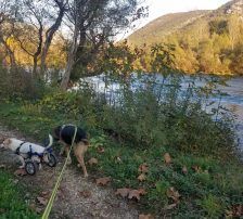 Adi – Mischling, Männchen, 9 Jahre, Nordic Strays e.V. – Foto 14