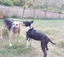 Adi – Mischling, Männchen, 9 Jahre, Nordic Strays e.V. – Foto 15