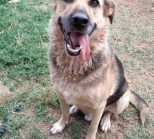 Adi – Mischling, Männchen, 9 Jahre, Nordic Strays e.V. – Foto 3