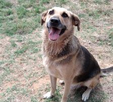 Adi – Mischling, Männchen, 9 Jahre, Nordic Strays e.V. – Foto 4