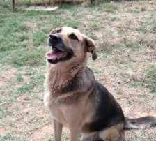 Adi – Mischling, Männchen, 9 Jahre, Nordic Strays e.V. – Foto 5