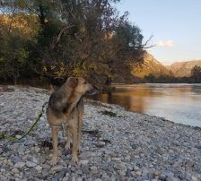 Adi – Mischling, Männchen, 9 Jahre, Nordic Strays e.V. – Foto 6