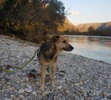 Adi – Mischling, Männchen, 9 Jahre, Nordic Strays e.V. – Foto 7