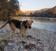 Adi – Mischling, Männchen, 9 Jahre, Nordic Strays e.V. – Foto 8