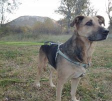 Adi – Mischling, Männchen, 9 Jahre, Nordic Strays e.V. – Foto 9
