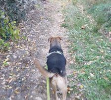 Adi – Mischling, Männchen, 9 Jahre, Nordic Strays e.V. – Foto 10