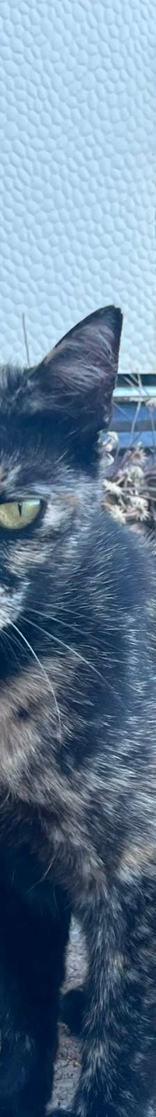 Turtle – Katze, Unbekannt, Alter unbekannt, Nordic Strays e.V. – Foto 1