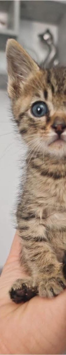 Turtle – Katze, Unbekannt, Alter unbekannt, Nordic Strays e.V. – Foto 2