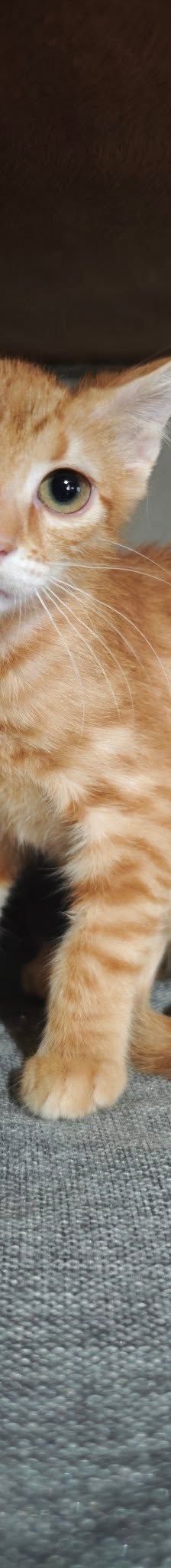 Turtle – Katze, Unbekannt, Alter unbekannt, Nordic Strays e.V. – Foto 3