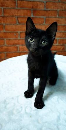 Turtle – Katze, Unbekannt, Alter unbekannt, Nordic Strays e.V. – Foto 5