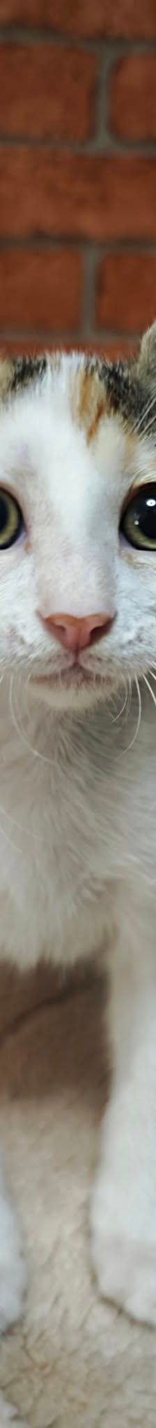 Turtle – Katze, Unbekannt, Alter unbekannt, Nordic Strays e.V. – Foto 6