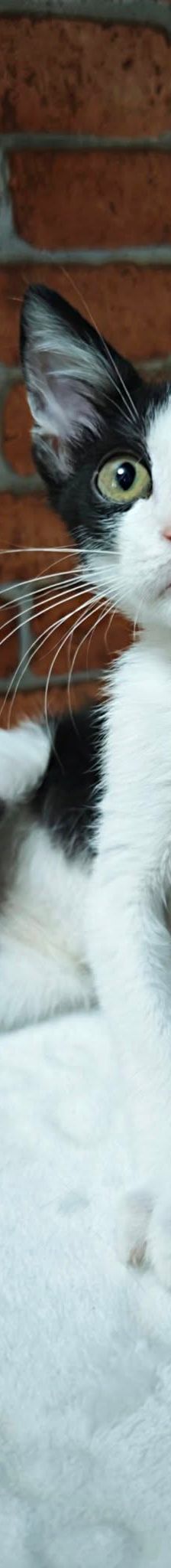 Turtle – Katze, Unbekannt, Alter unbekannt, Nordic Strays e.V. – Foto 9