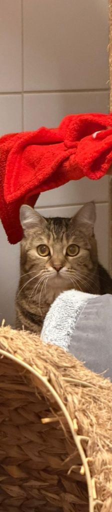 Katana – EHK, Weibchen, 1 Jahr 9 Monate, 37520 Osterode – Foto 1