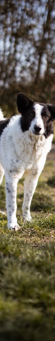 Thor – Mischling, Männchen, 4 Jahre, Nordic Strays e.V. – Foto 1