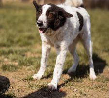 Thor – Mischling, Männchen, 4 Jahre, Nordic Strays e.V. – Foto 11