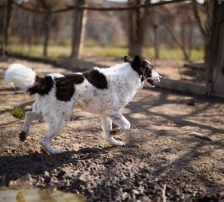 Thor – Mischling, Männchen, 4 Jahre, Nordic Strays e.V. – Foto 12