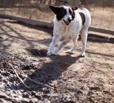 Thor – Mischling, Männchen, 4 Jahre, Nordic Strays e.V. – Foto 13