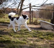 Thor – Mischling, Männchen, 4 Jahre, Nordic Strays e.V. – Foto 14