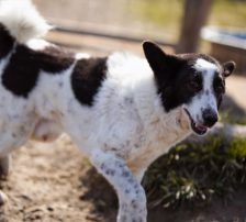 Thor – Mischling, Männchen, 4 Jahre, Nordic Strays e.V. – Foto 15