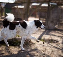 Thor – Mischling, Männchen, 4 Jahre, Nordic Strays e.V. – Foto 17