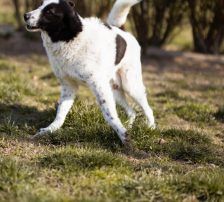 Thor – Mischling, Männchen, 4 Jahre, Nordic Strays e.V. – Foto 18