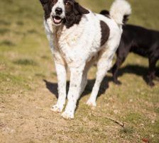 Thor – Mischling, Männchen, 4 Jahre, Nordic Strays e.V. – Foto 20