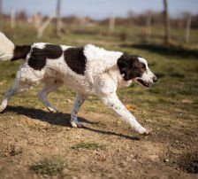 Thor – Mischling, Männchen, 4 Jahre, Nordic Strays e.V. – Foto 21