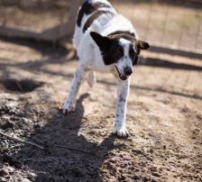 Thor – Mischling, Männchen, 4 Jahre, Nordic Strays e.V. – Foto 22